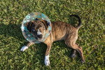 Un Chien Léopard Catahoula allongé sur une surface herbacée et portant un collerette 
