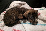 Un Chiot Léopard Catahoula allongé sur une couverture