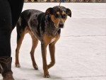 Un Chien Léopard Catahoula marchant à côté d'une personne