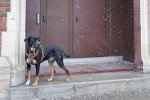 Un Chien Léopard Catahoula montant la garde devant une porte et portant un collier autour du cou