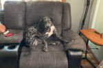 Un Chien Léopard Catahoula assis sur un canapé