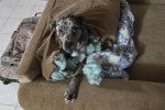 Un Chien Léopard Catahoula allongé sur un canapé