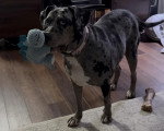 Un Chien Léopard Catahoula portant un collier autour du cou et tenant une peluche dans sa gueule