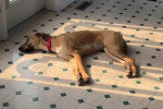 Un Chien Léopard Catahoula allongé sur un sol carrelé et semblant dormir