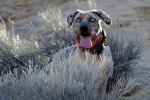 Un Chien Léopard Catahoula allongé dans l'herbe et tirant la langue