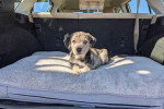 Un Chiot Léopard Catahoula allongé dans le coffre d'un véhicule