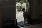 Un Chien Léopard Catahoula assis devant une porte et admirant le paysage 