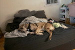 Un Chien Léopard Catahoula allongé sur un lit et portant un harnais