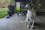 Un Chien Léopard Catahoula assis sur un sol carrelé et admirant le paysage 