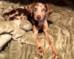 Un Chien Léopard Catahoula allongé sur un lit