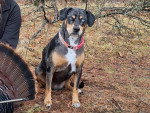 Un Chien Léopard Catahoula assis sur un terrain herbeux et portant un collier autour du cou