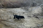 Un Chien Léopard Catahoula courant dans l'eau