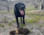Un Chien Léopard Catahoula sur un terrain herbeux et tirant la langue