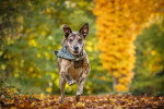 Un Chien Léopard Catahoula courant sur un terrain jonchés de feuilles mortes et portant un foulard autour du cou