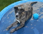 Un Chien Léopard Catahoula allongé dans l'eau