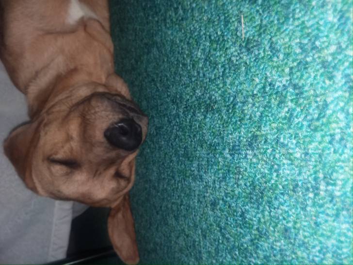 Bailey - Chien Léopard Catahoula Mâle (9 mois)