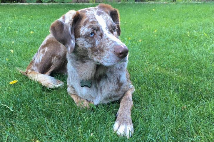 Photo Chien Léopard Catahoula