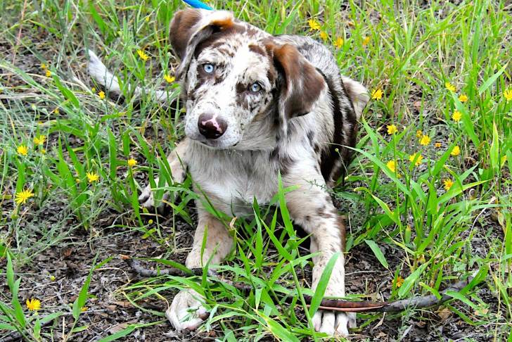 Photo Chien Léopard Catahoula