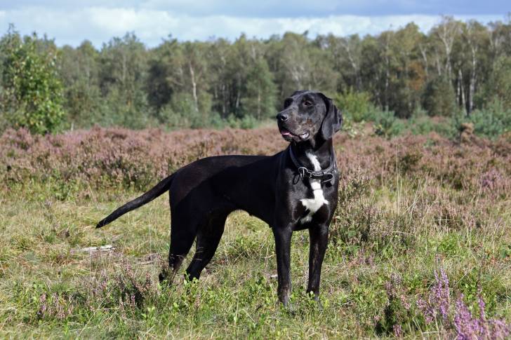 Photo Chien Léopard Catahoula