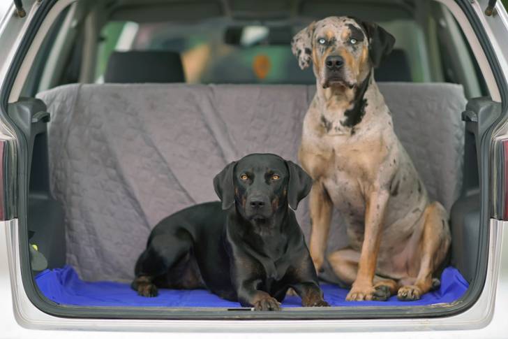 Photo Chien Léopard Catahoula