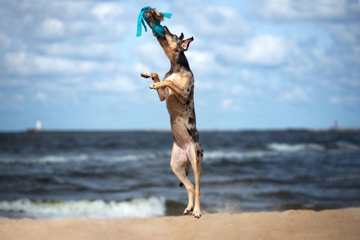 Photo Chien Léopard Catahoula