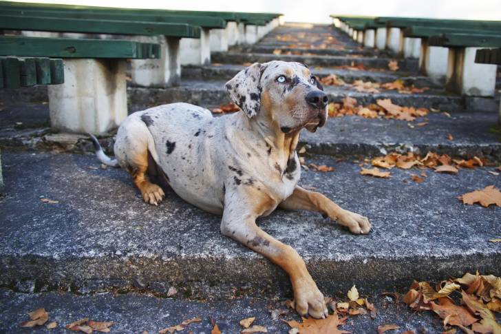 Photo Chien Léopard Catahoula