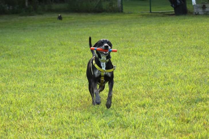 Un Chien Léopard Catahoula courant sur un terrain herbeux et tenant un morceau de bois dans sa gueule