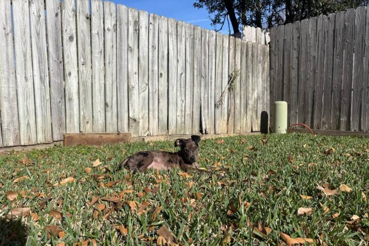 Un Chien Léopard Catahoula allongé dans un enclos