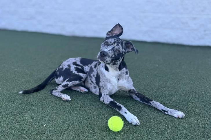 Un Chien Léopard Catahoula allongé sur un terrain herbeux à proximité d'une balle de tennis
