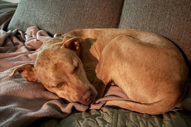 Un Chien Léopard Catahoula allongé sur un canapé