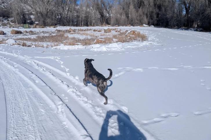 Un Chien Léopard Catahoula courant sur une surface enneigée
