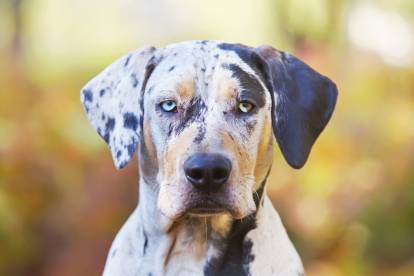 Tête du Chien Léopard Catahoula