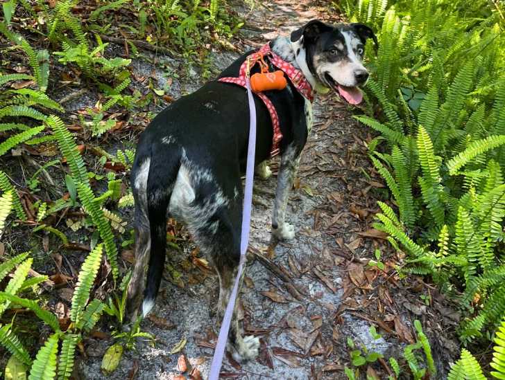 Un Chien Léopard Catahoula sur un sentier et tenu en laisse