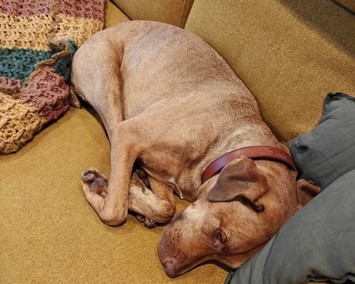 Un Chien Léopard Catahoula allongé sur un canapé