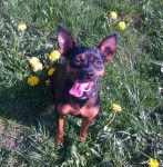 Iines - Russkiy Toy (5 ans)