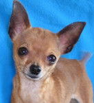 Russkiy Toy - Russkiy Toy