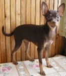 Russkiy Toy - Russkiy Toy