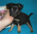 Russkiy Toy - Russkiy Toy