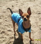 russkiy toy Vladi du doux mystere - Russkiy Toy