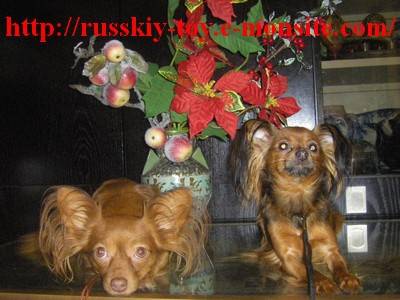 Russkiy toy/petit chien russe/ Alise et Darsik - Russkiy Toy