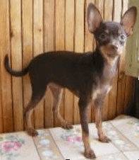 Russkiy Toy - Russkiy Toy