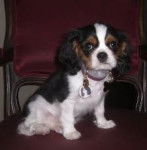 Cecilia - English Toy Spaniel