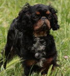 Pepette - English Toy Spaniel (2 mois)