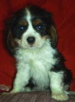 Skye - English Toy Spaniel (9 mois)