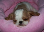 Irie - English Toy Spaniel (3 mois)
