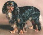 King Charles - English Toy Spaniel
