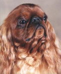King Charles - English Toy Spaniel