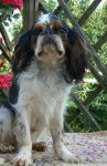 King Charles spaniel - Armando de la Bacska - English Toy Spaniel