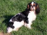 King Charles Spaniel Fleur de thé - English Toy Spaniel