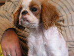 Esperanza - English Toy Spaniel (3 mois)